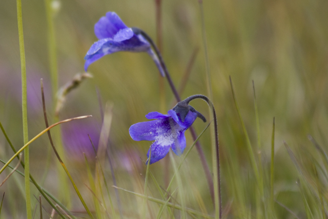 2011-07-05_13-44-49 island.jpg - Gemeines Fettkraut (Pinguicula vulgaris)